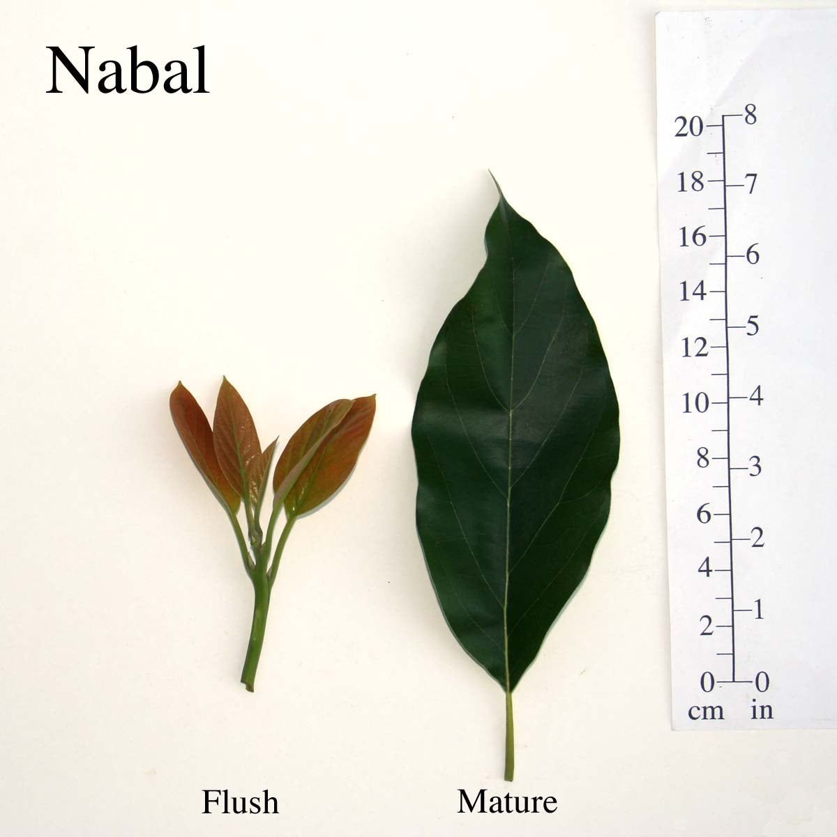 Nabal Leaves