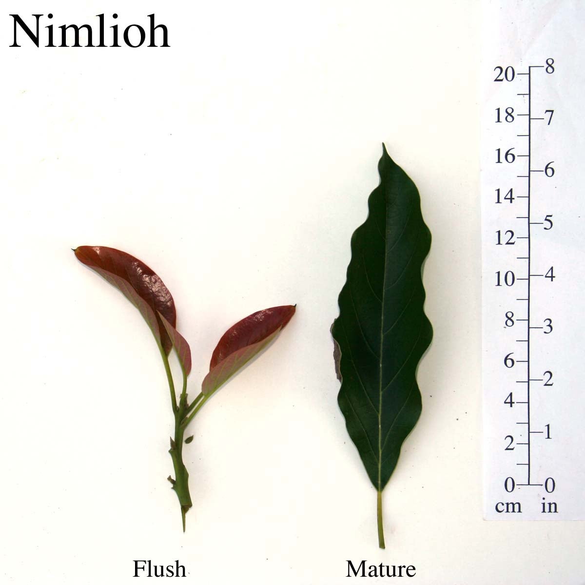 Nimlioh Leaves