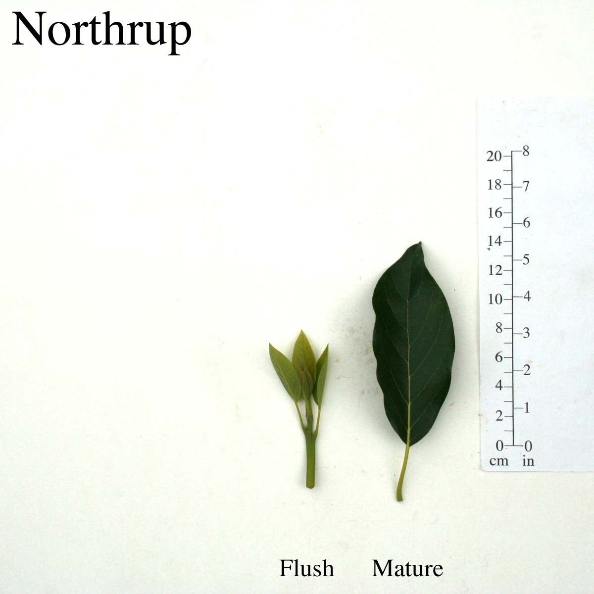 Northrup Leaves