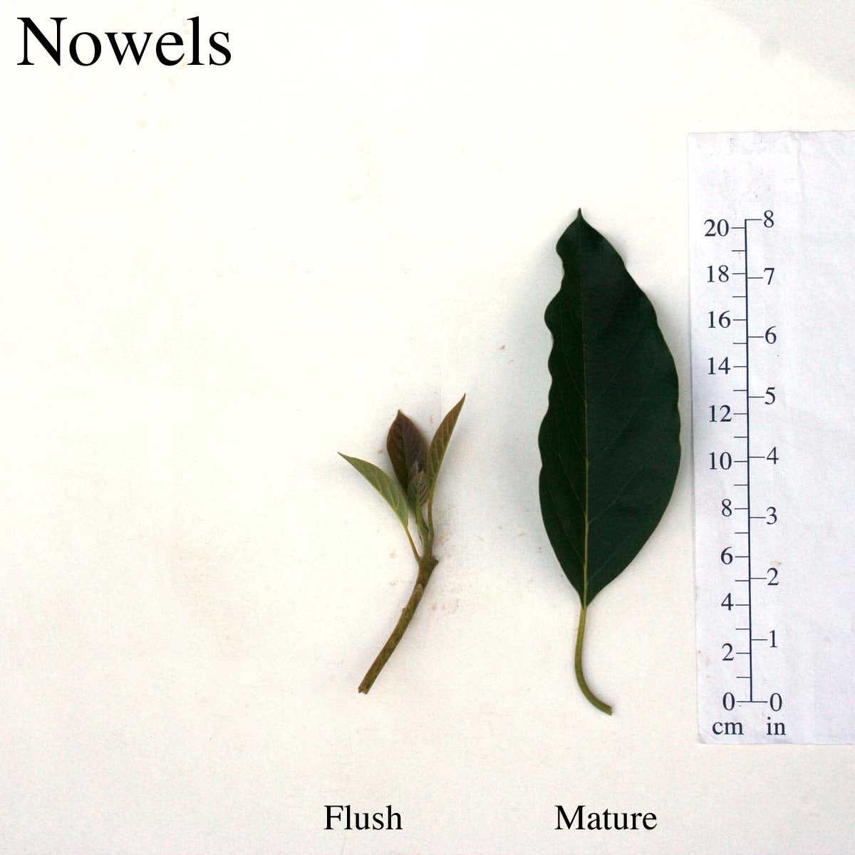 Nowels Leaves