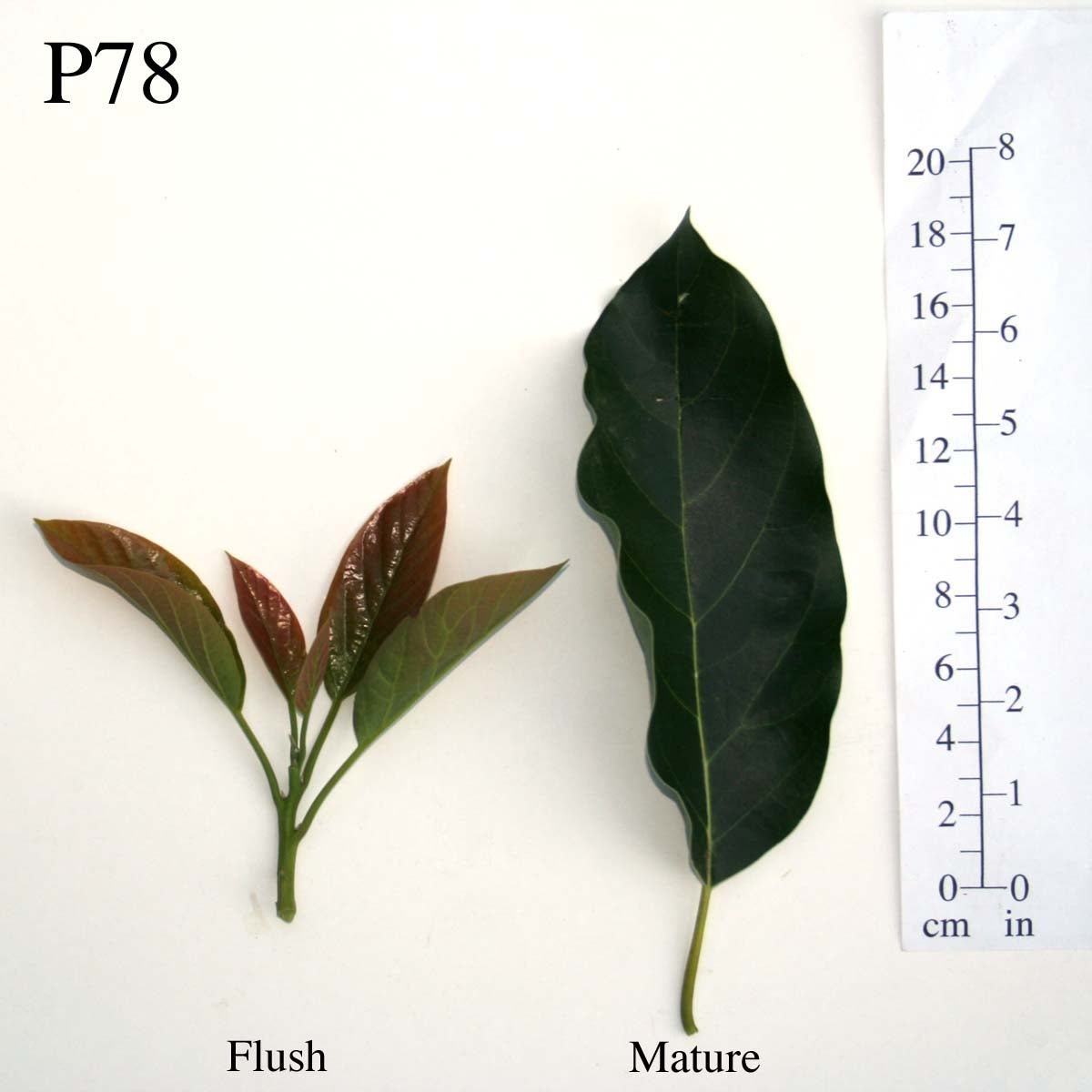 P78 Leaves