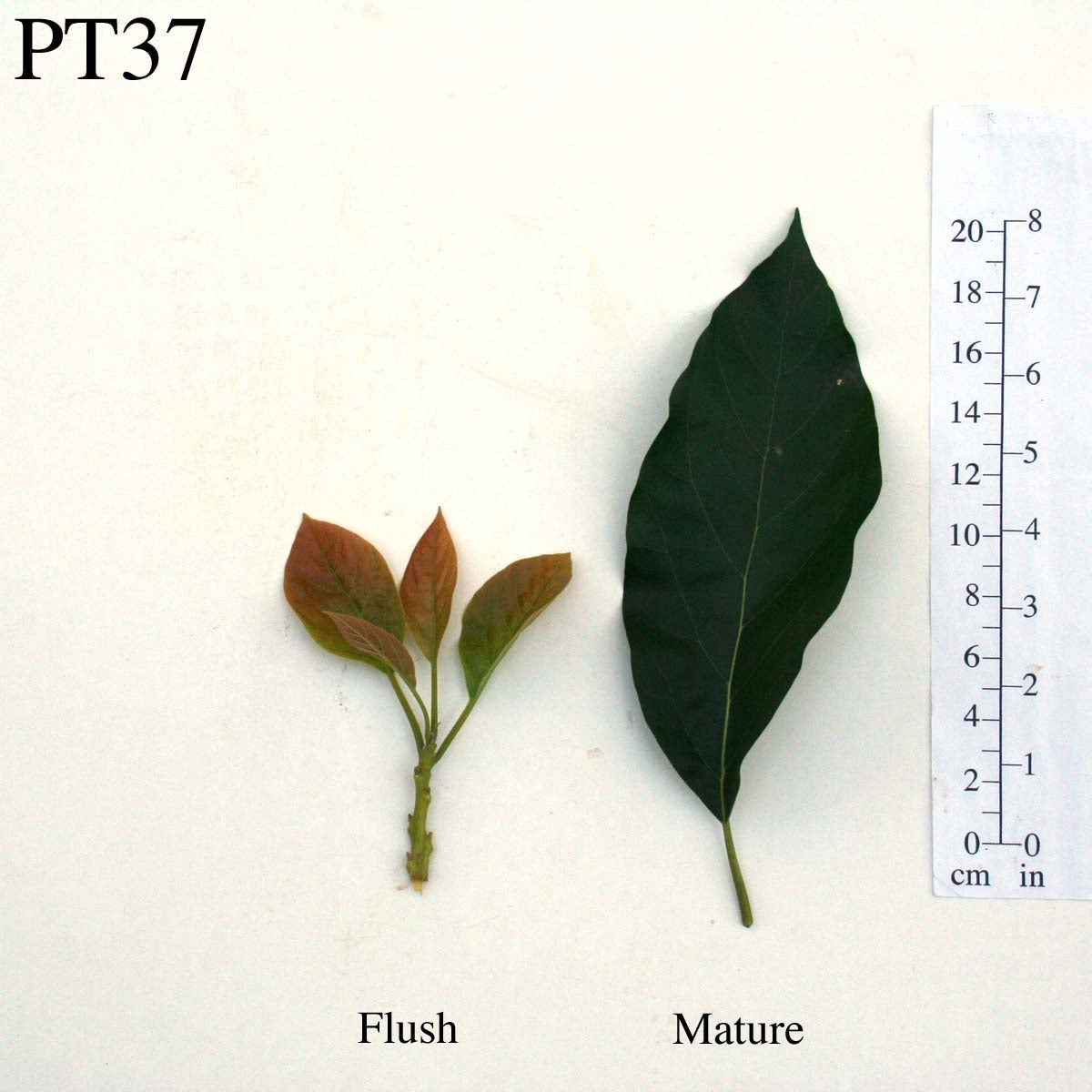 PT37 Leaves