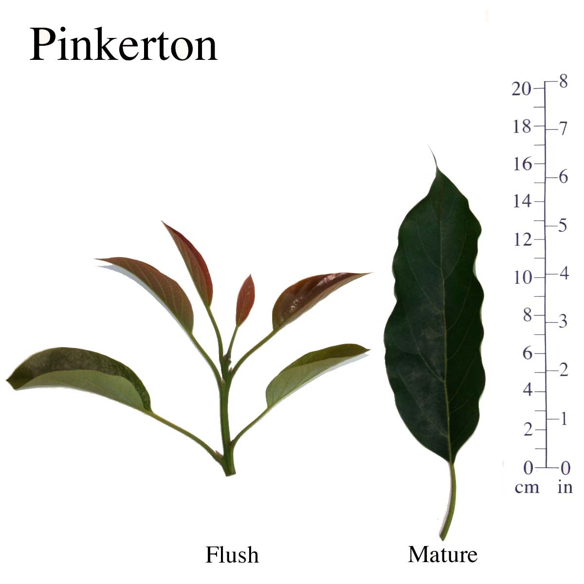 Pinkerton Leaves