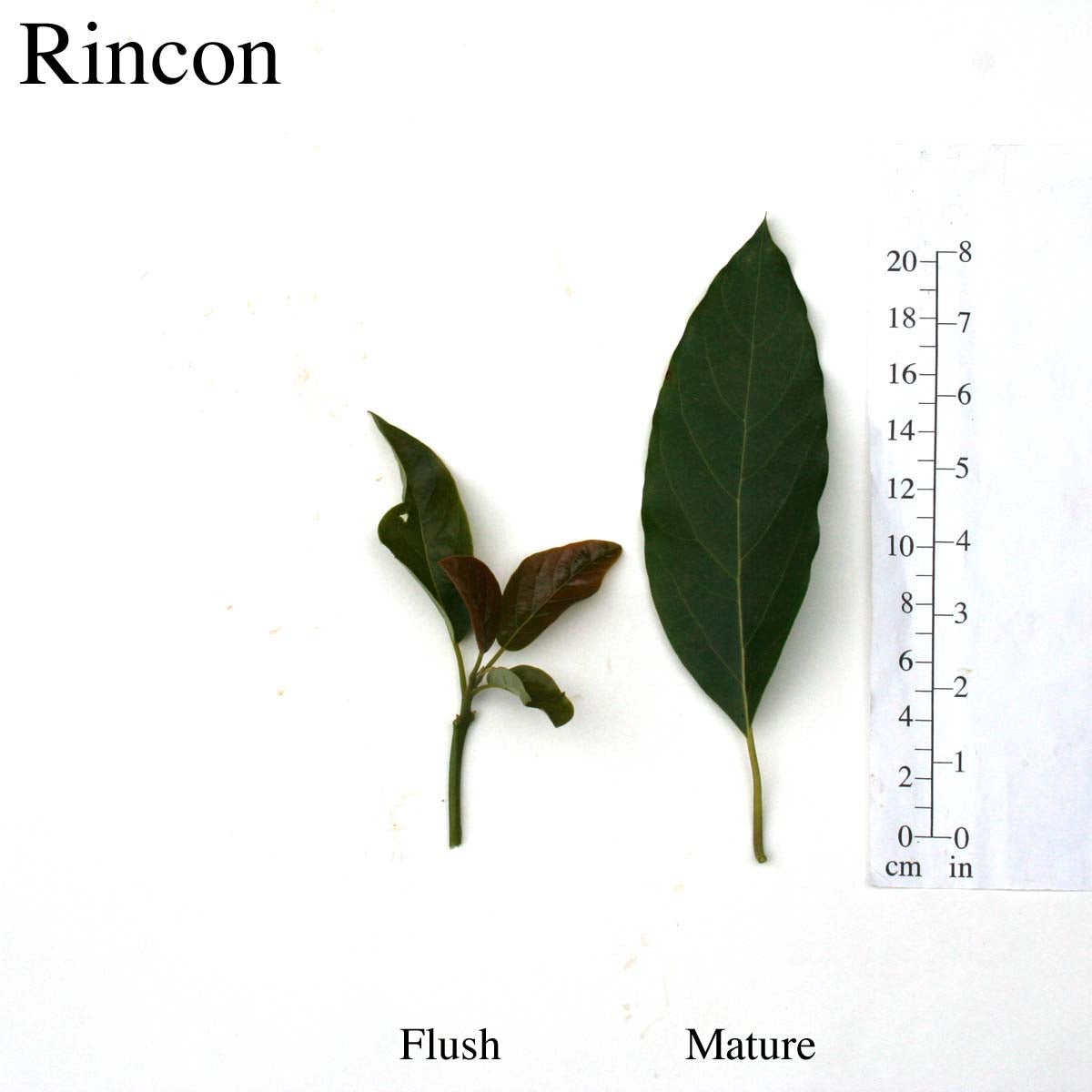 Rincon Leaves