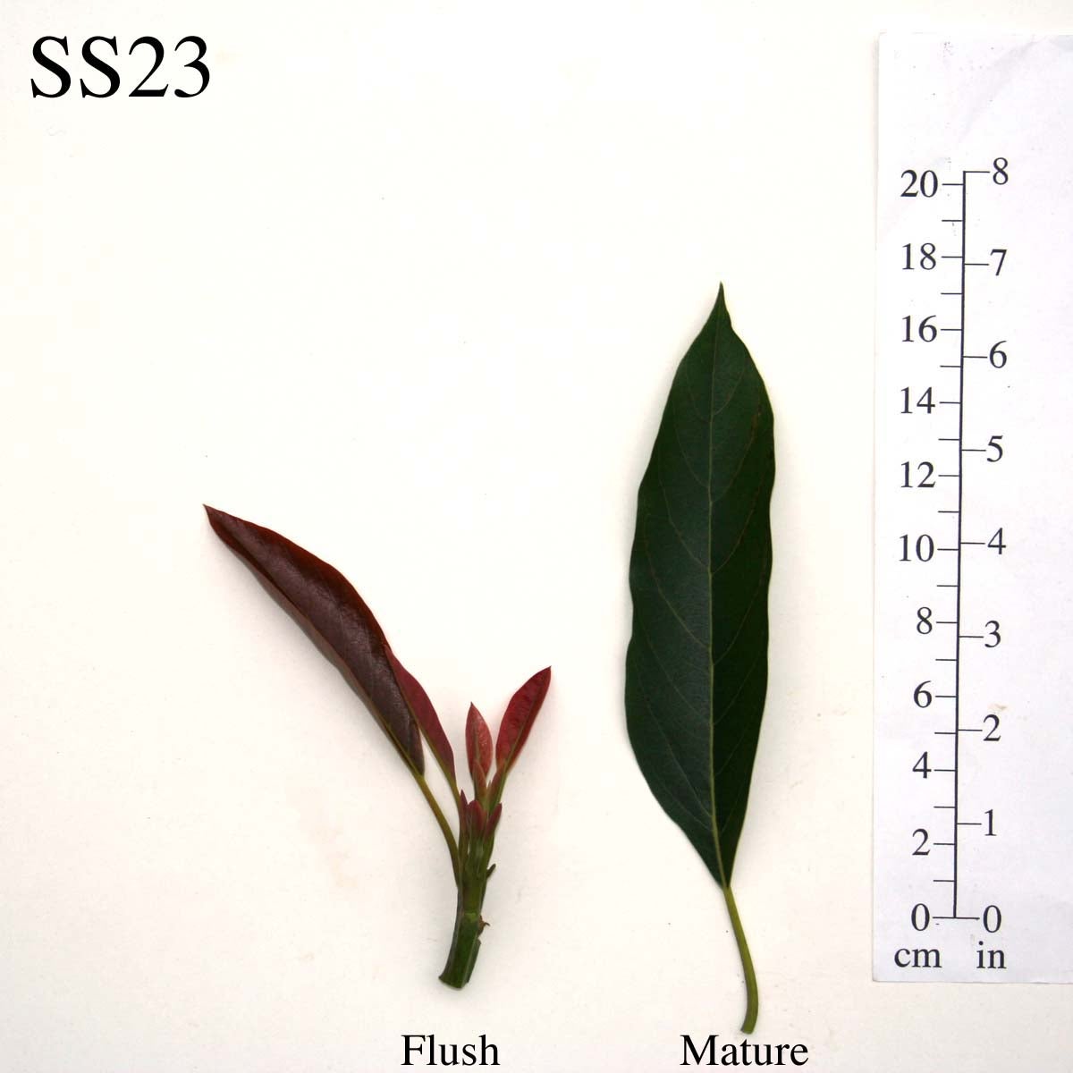 SS23 Leaves