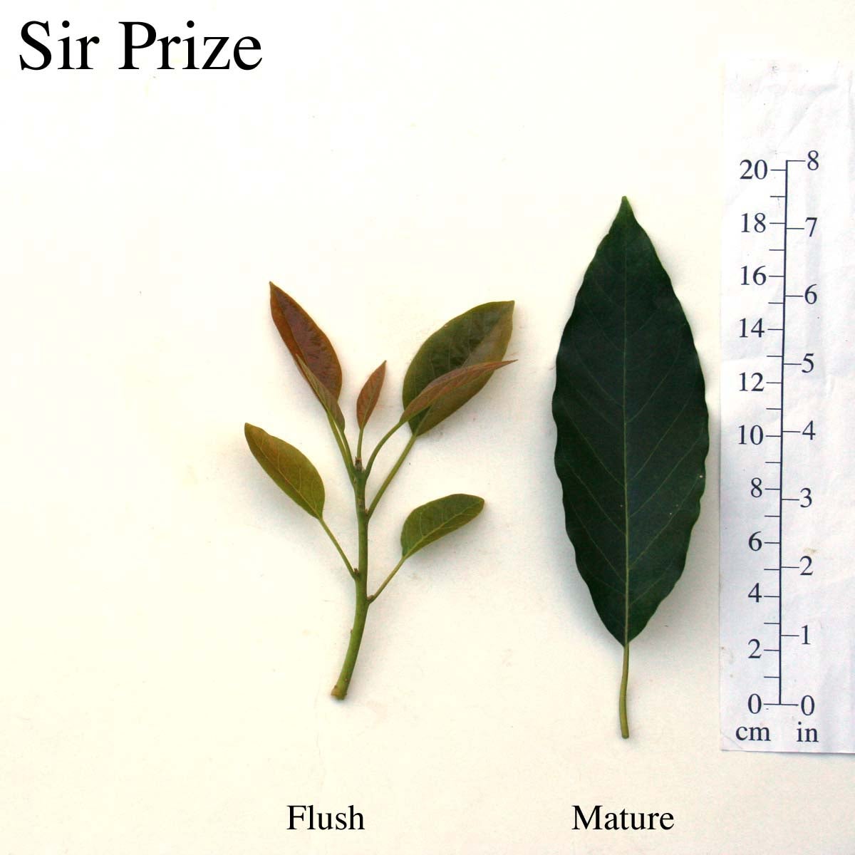 Sir Prize Leaves
