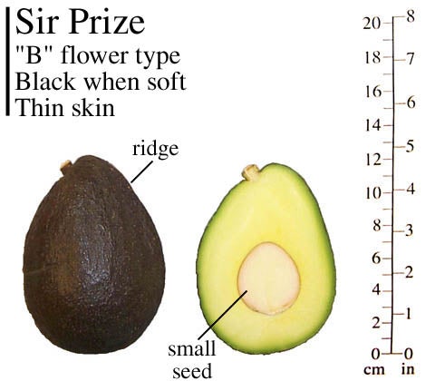 Sir Prize