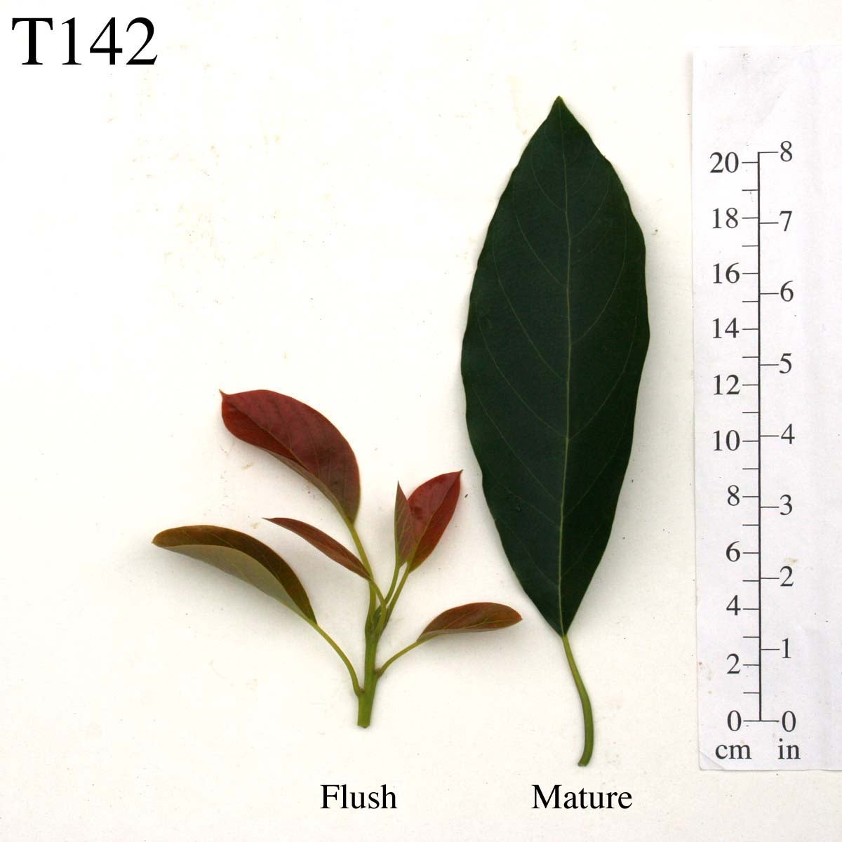 T142 Leaves