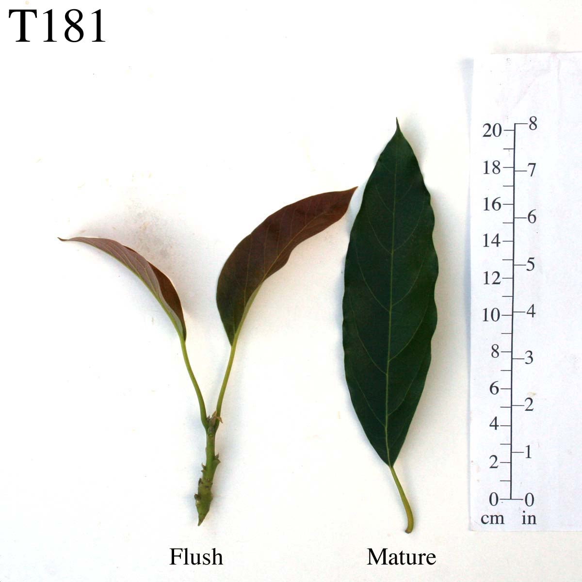 T181 Leaves