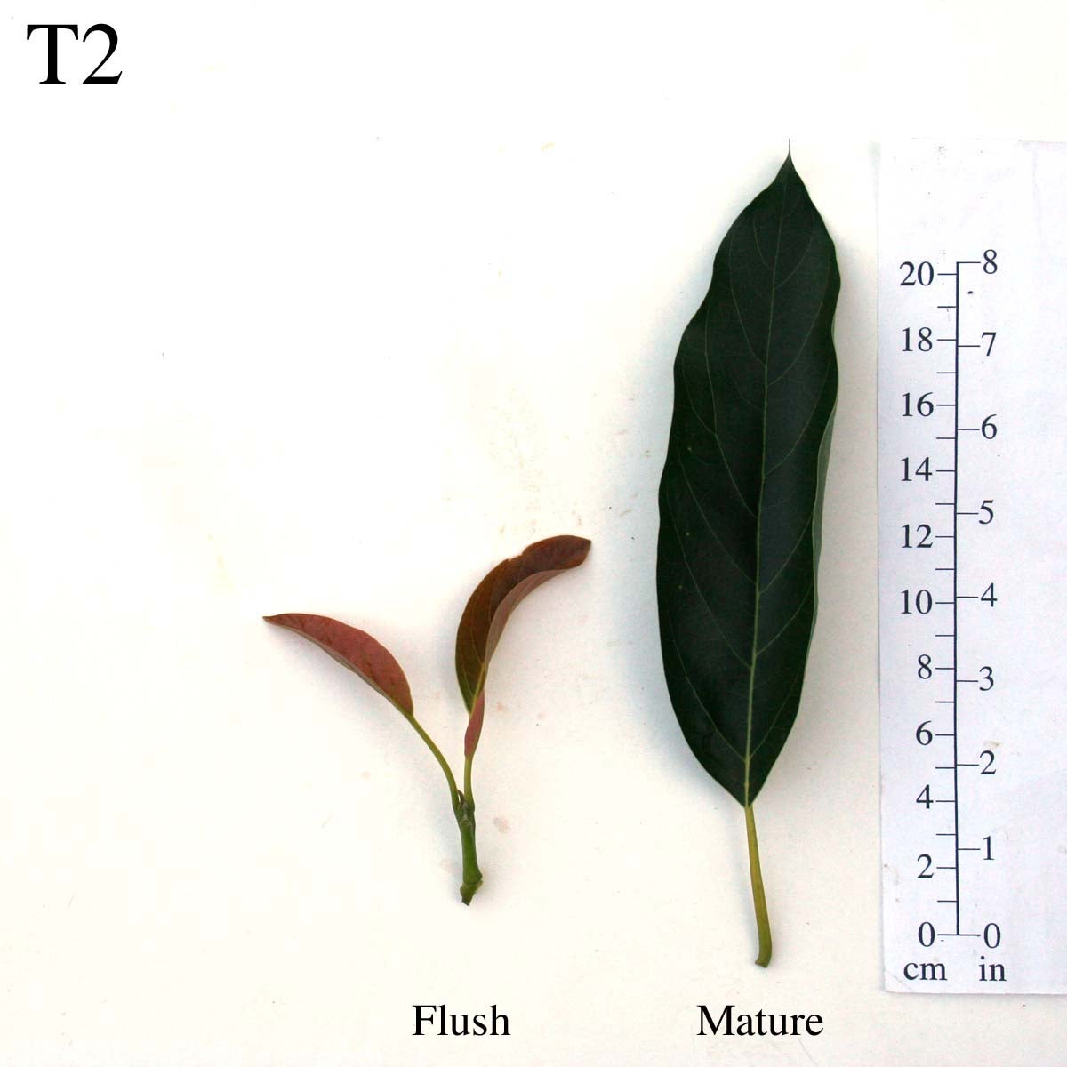T2 Leaves