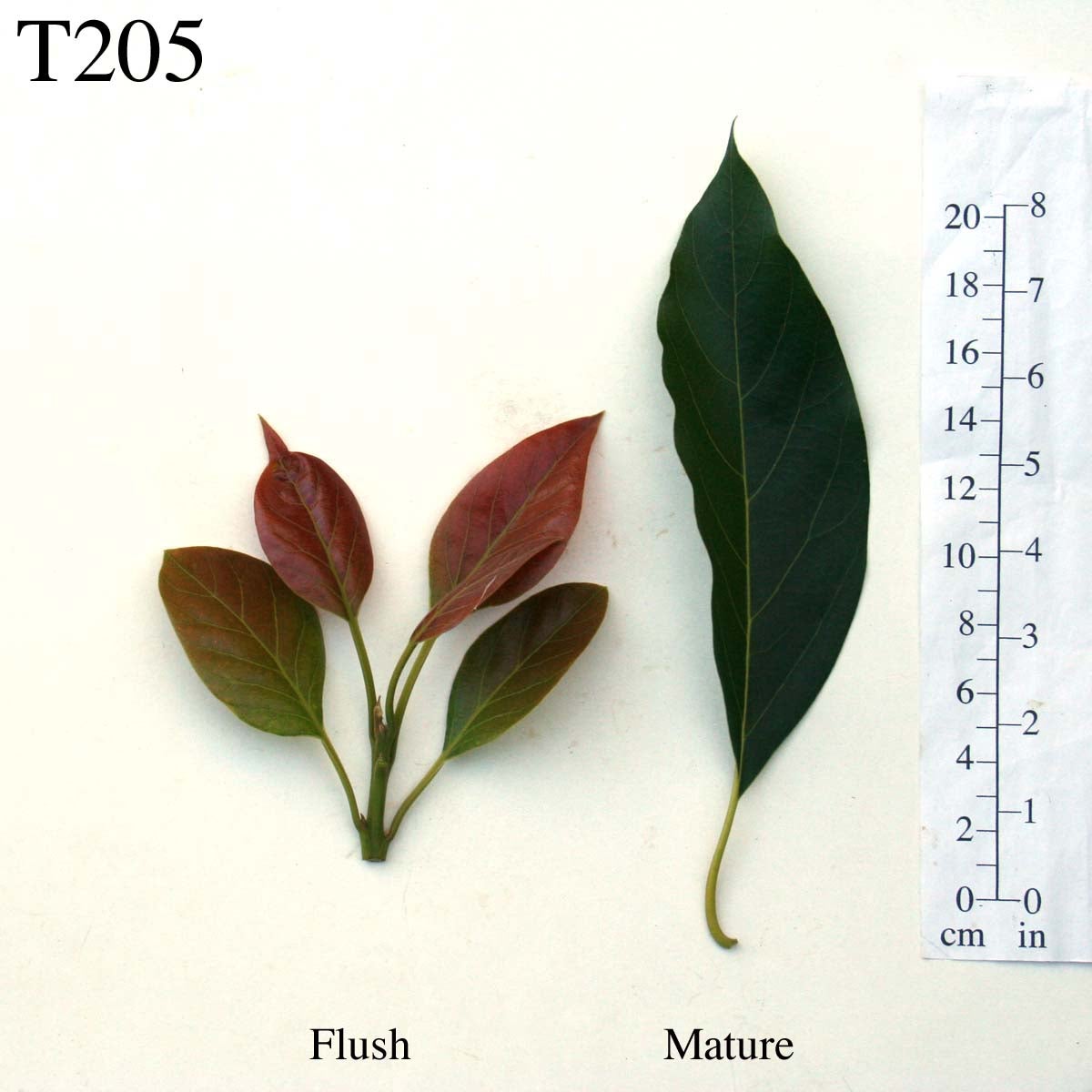 T205 Leaves