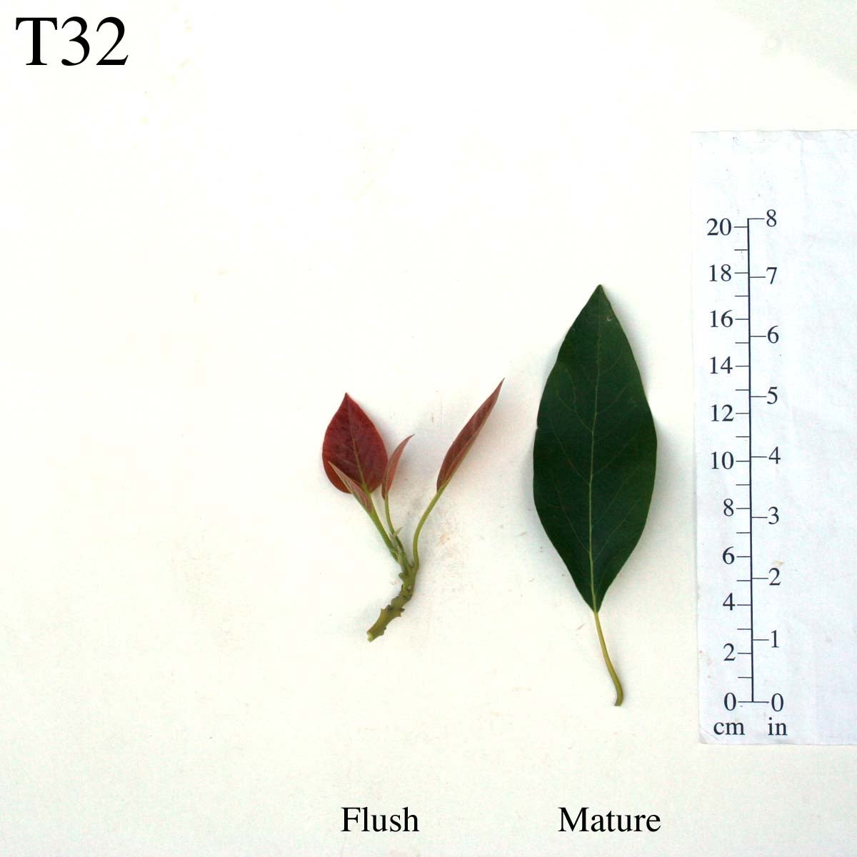 T32 Leaves