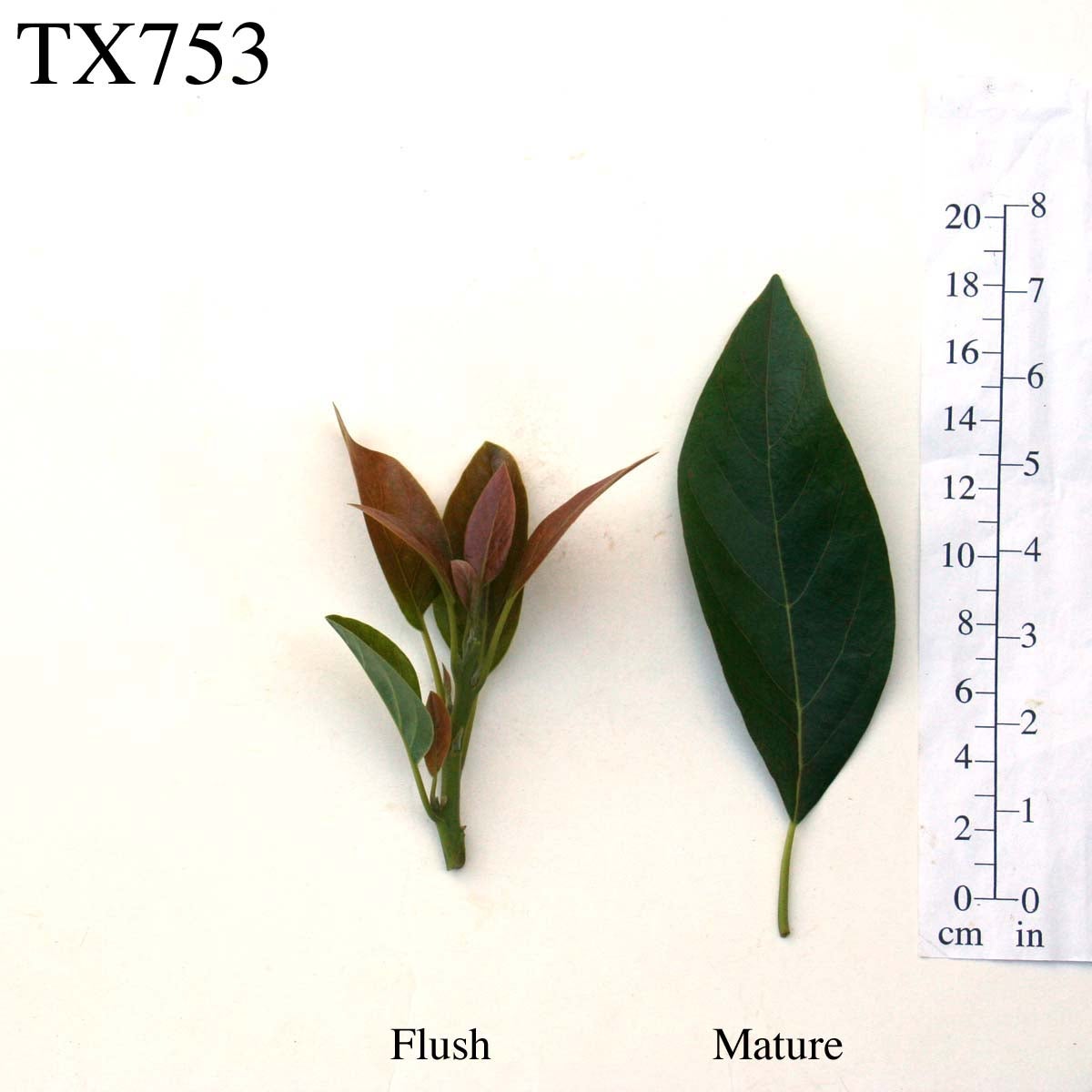 TX753 Leaves