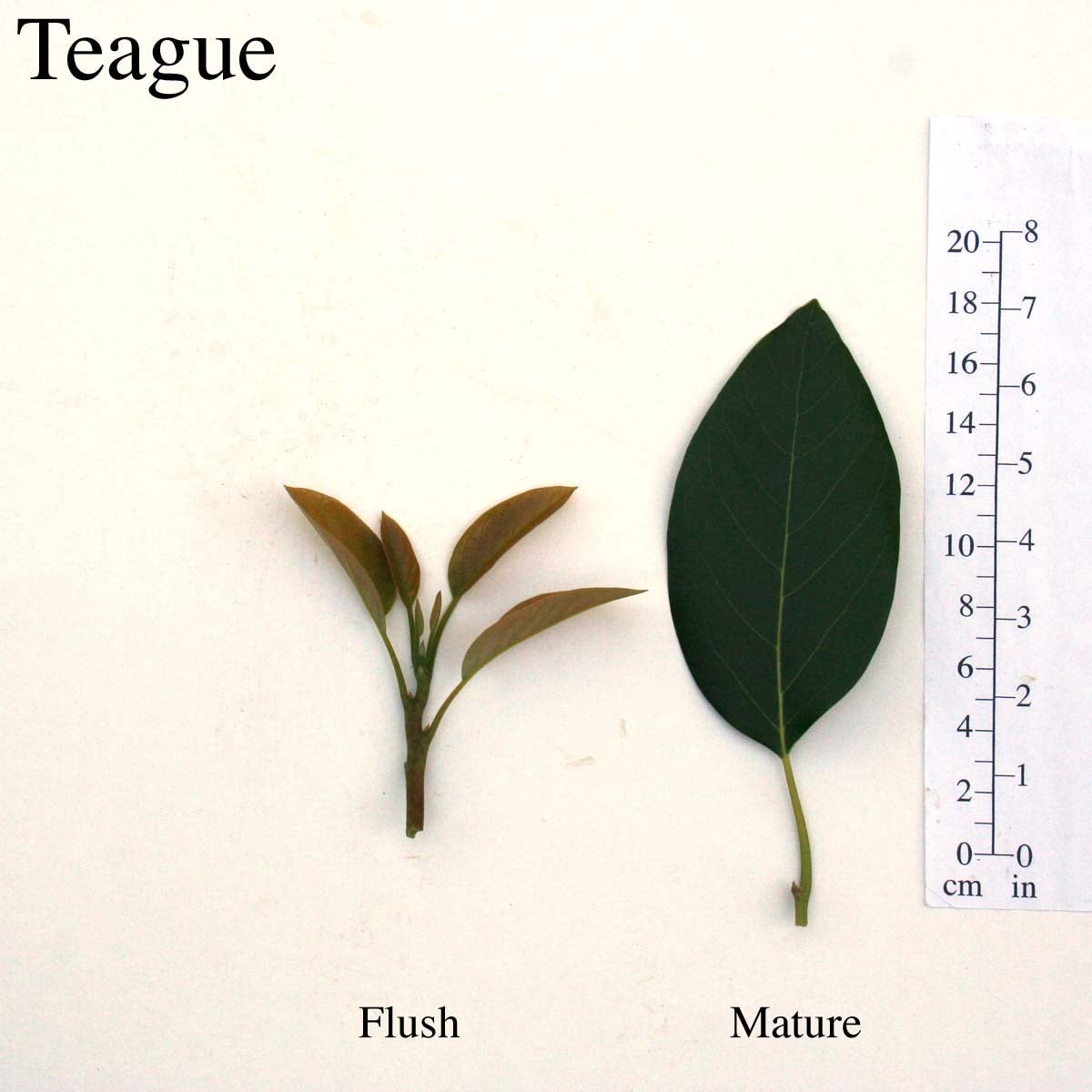 Teague Leaves