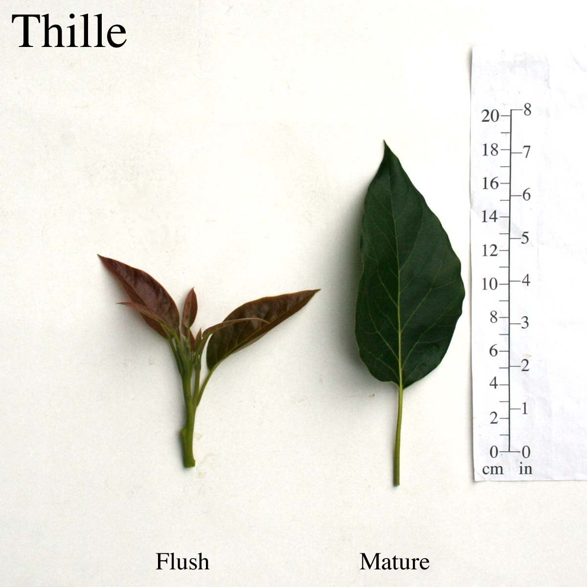 Thille Leaves