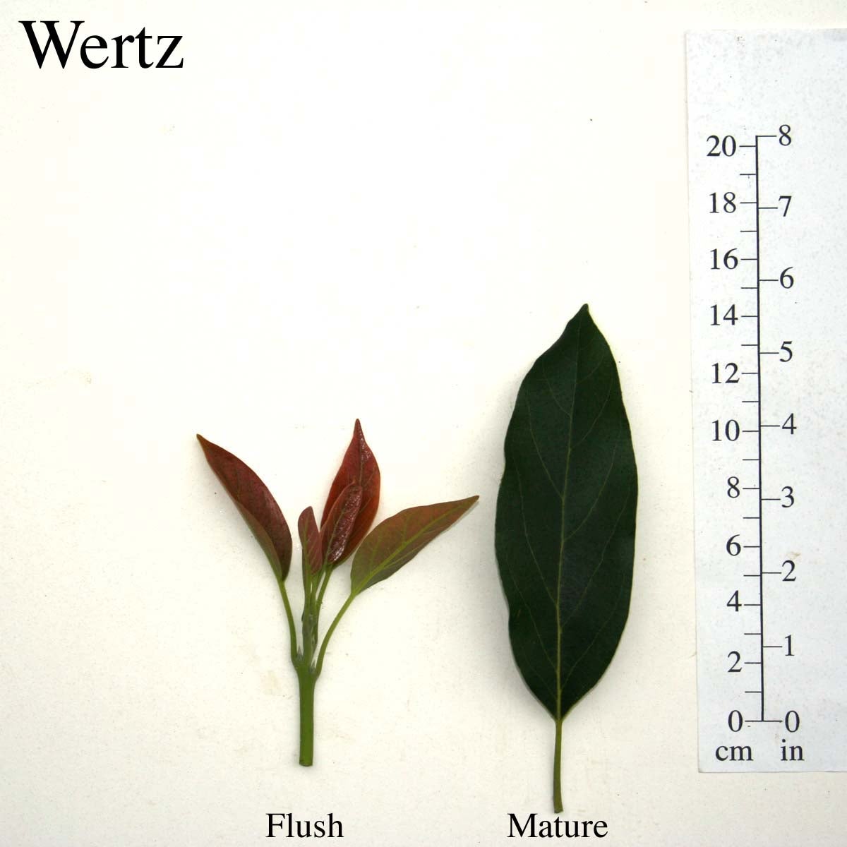 Wertz Leaves