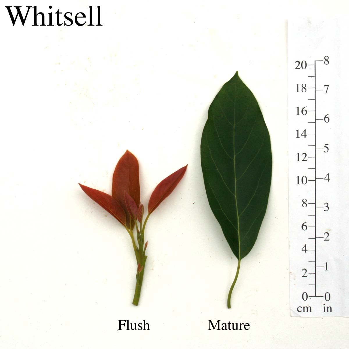 Whitsell Leaves