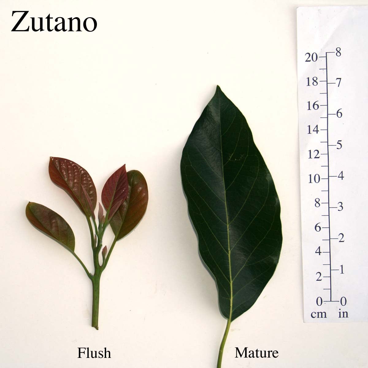 Zutano Leaves