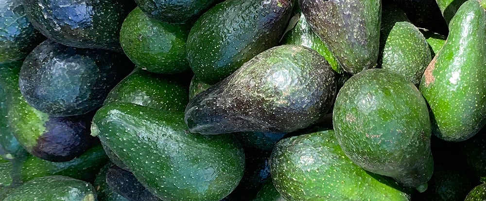 Avocados Picked and Grouped Together