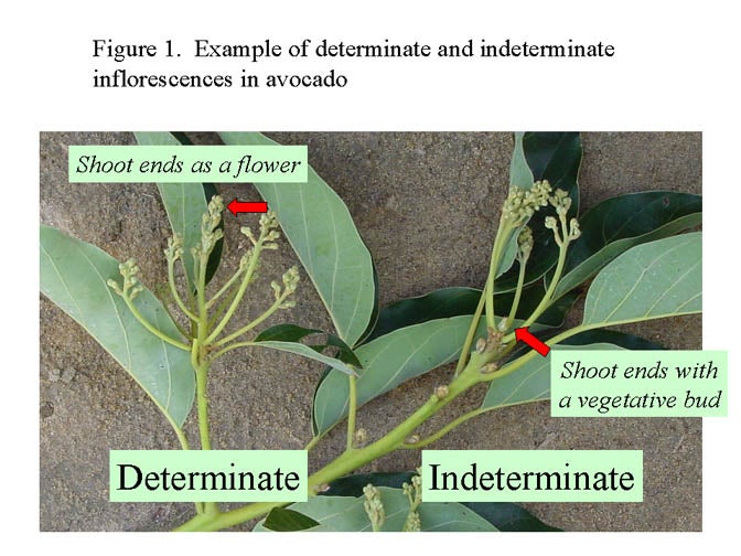 Figure 1 - Avocado Flowering Basics