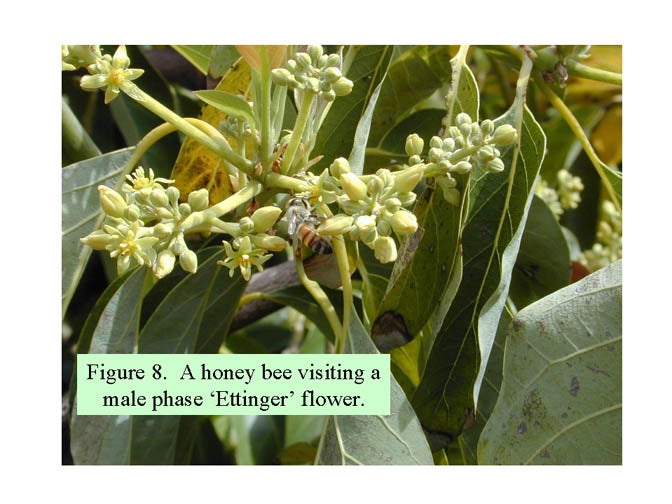 Figure 8 - Avocado Flowering Basics