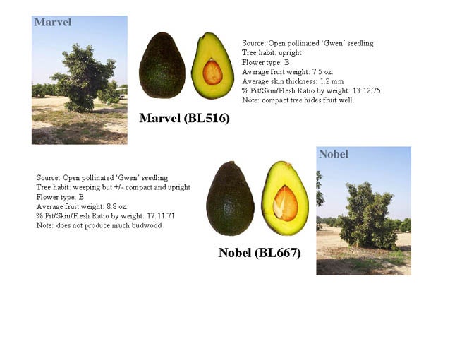 Nobel and Marvel - Avocado Flowering Basics