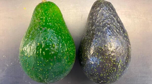 Avocado Scion Cultivar BL516