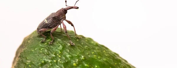 Avocado Seed Weevil