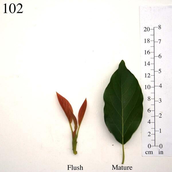 102 Leaves