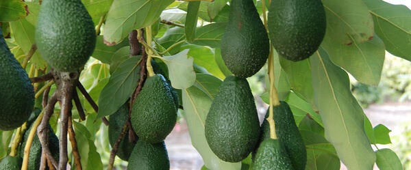 Pinkerton Avocados