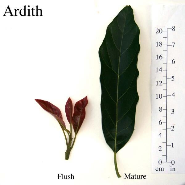 Ardith Leaves