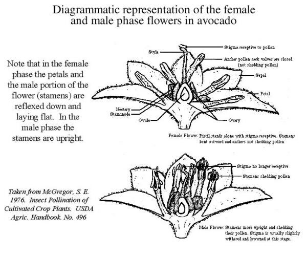 The Avocado Flower Diagram