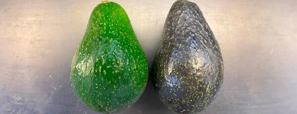 Avocado Scion Cultivar BL516