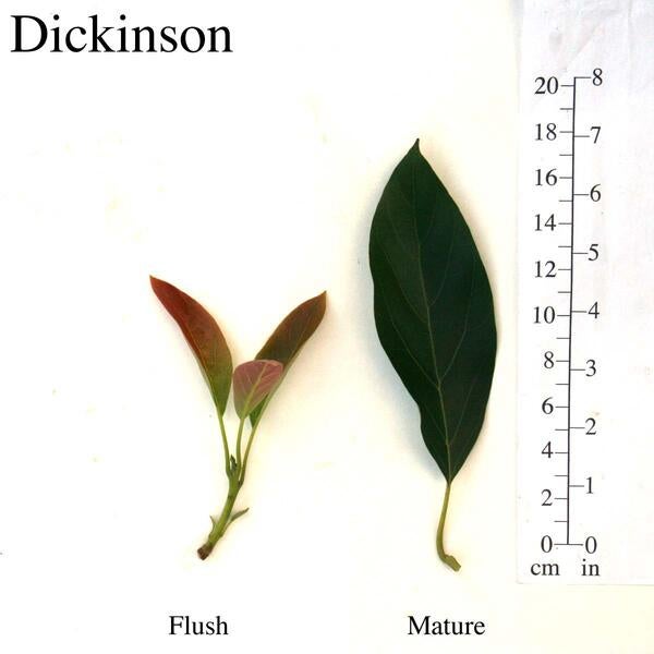 Dickinson Leaves