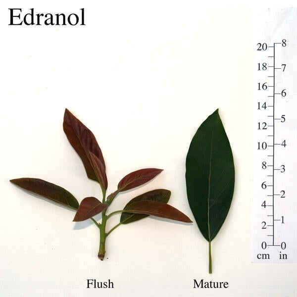 Edranol Leaves