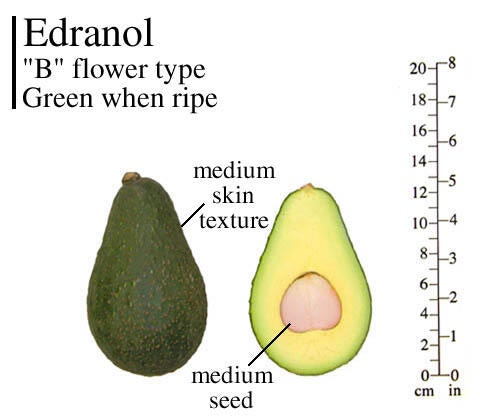 Edranol