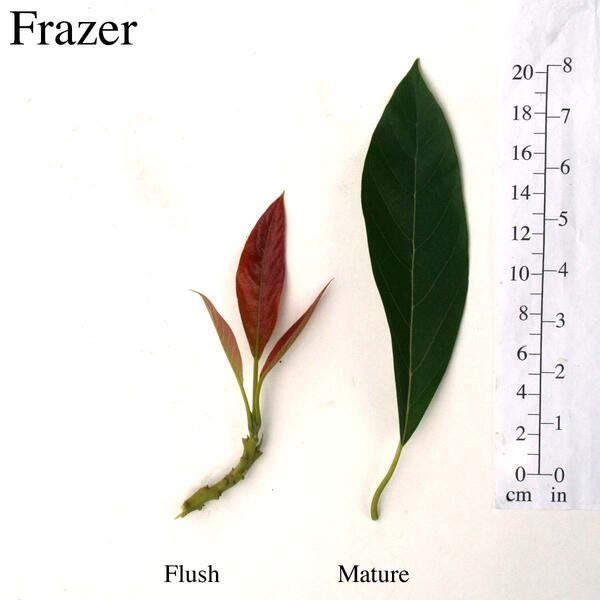 Frazer Leaves