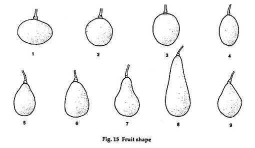 various avocado shapes