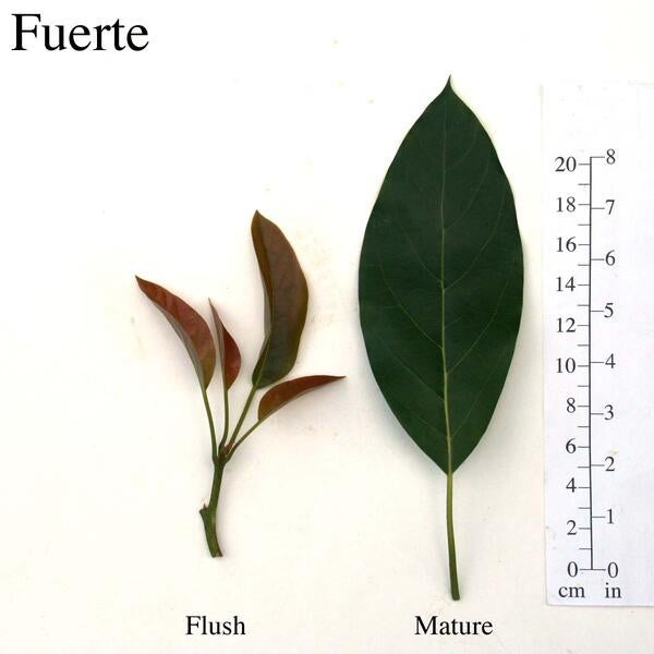 Fuerte Leaves