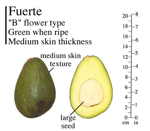 Fuerte