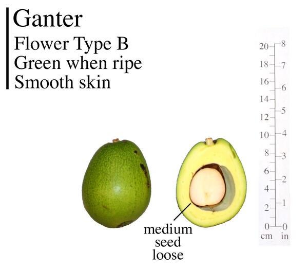 Ganter