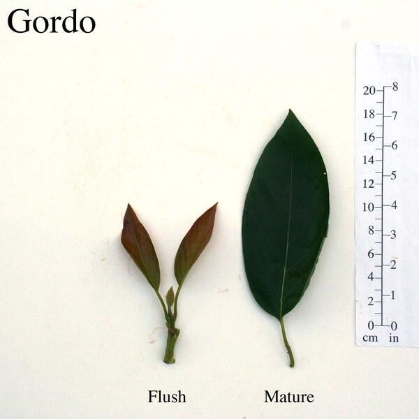 Gordo Leaves