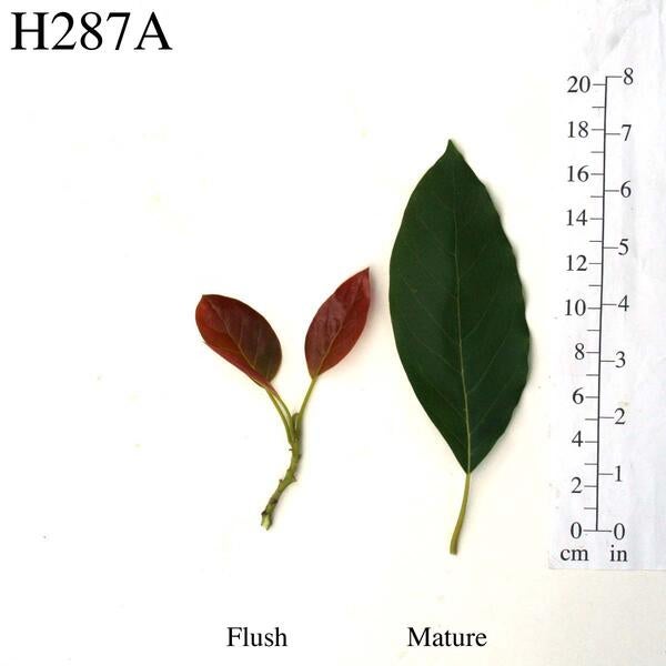 H287A Leaves