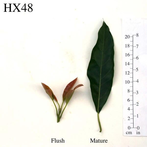 HX48 Leaves