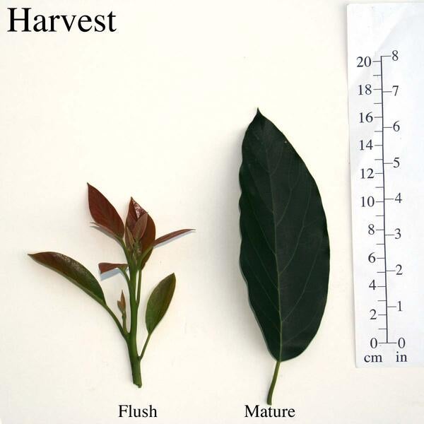 Harvest Leaves