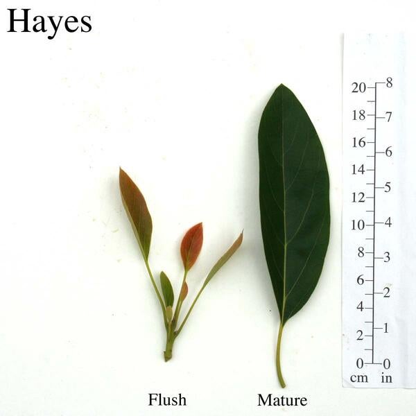 Hayes Leaves