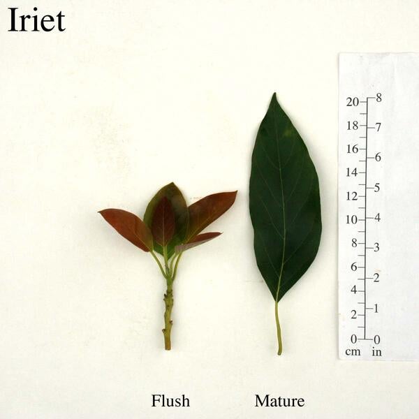 Iriet Leaves