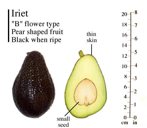 Iriet