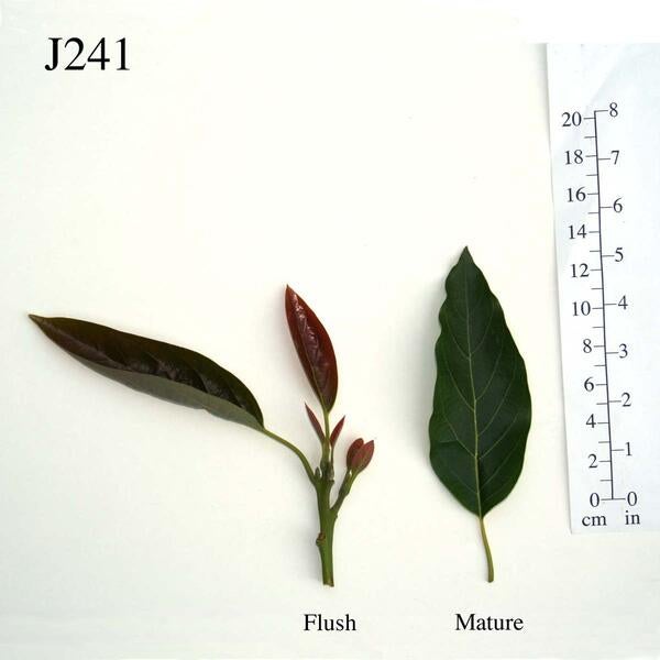 J241 Leaves