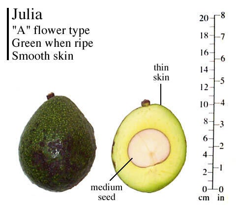 Julia